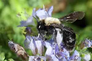 Pollinate: Digger Bee, Anacapa Island