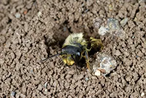 Digger: Digger Bee Emerging From Burrow