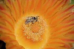 Blossum: Digger Bee - on fishhook barrel cactus blossum