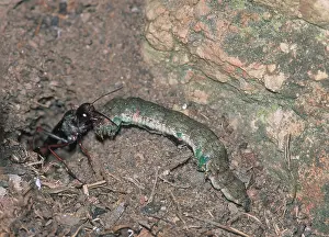 Wasps: Digger wasp dragging paralysed caterpillar into