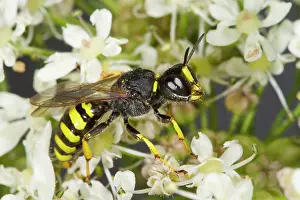 Welsh: Digger Wasp (Ectemnius cavifrons) adult female