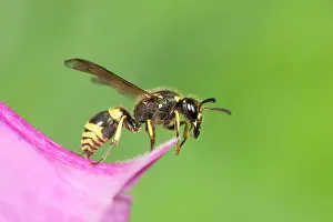 Sphecidae: Digger Wasp - resting on Foxglove flower