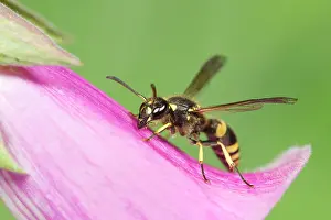 Foxgloves: Digger Wasp - resting on Foxglove flower