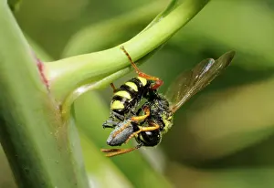 Capturing: Digger wasp(Cerceris arenaria) capturing a Weevil