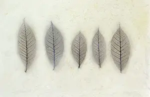 Vein: Plant