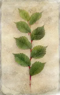 Vein: Plant