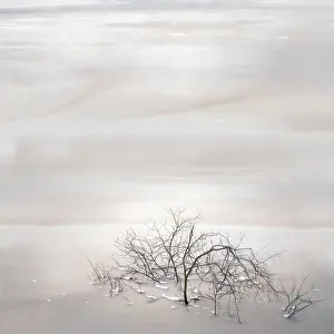Contorted: Tree