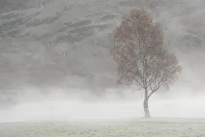 Unexplained: Tree