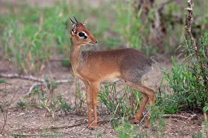 Diks: Dik-dik