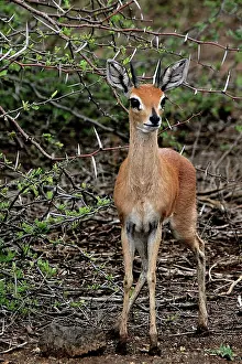 Madoqua: Dik-dik