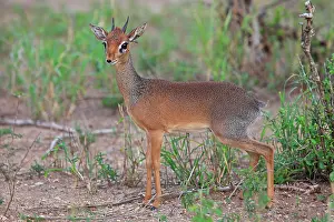 Dikdik: Dik-dik / Dikdik