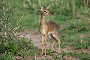 Sleicher: Dik-dik, Tanzania