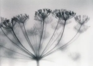 Photographic: Dill