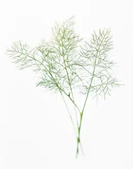 Dill: Dill