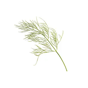 Graveolens: Dill