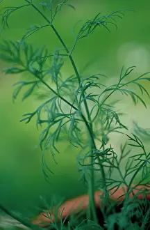 Graveolens: Dill