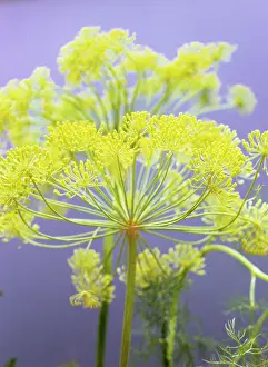 Graveolens: Dill