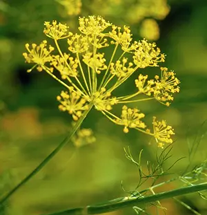 Graveolens: Dill