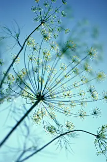 Graveolens: Dill