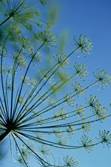 Graveolens: Dill