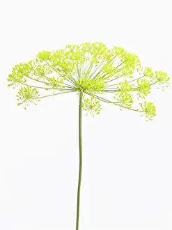 Graveolens: Dill