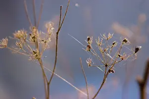Graveolens: Dill