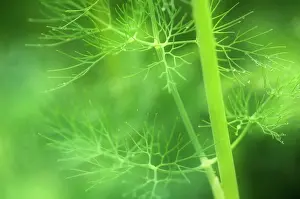 Graveolens: Dill
