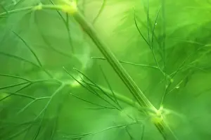 Graveolens: Dill