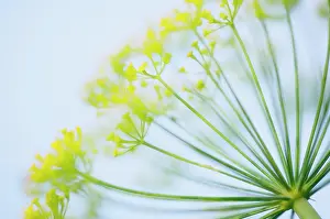 Optimism: Dill