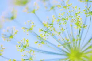 Graveolens: Dill