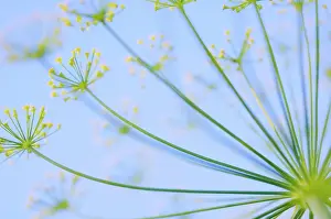 Graveolens: Dill