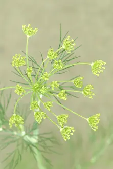 Graveolens: Dill