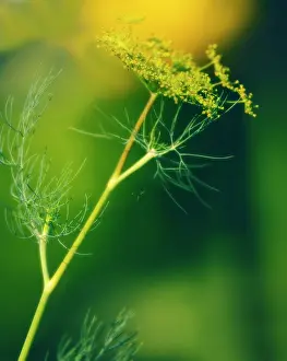 Feathery: Dill