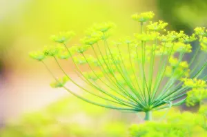 Graveolens: Dill