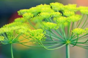 Graveolens: Dill
