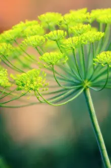 Graveolens: Dill