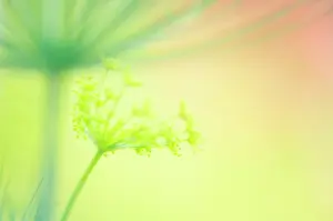 Proportion: Dill