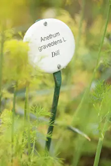 Organized: Dill
