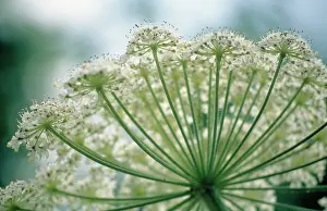 Flavour: Dill
