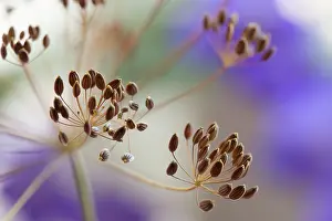 Graveolens: Dill