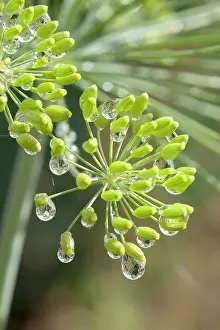 Moisture: Dill, Anethum graveolens, close up of flower buds, with rain