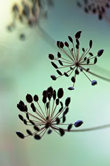 Graveolens: Dill