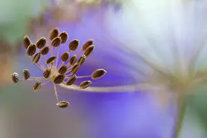 Graveolens: Dill