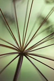 Graveolens: Dill