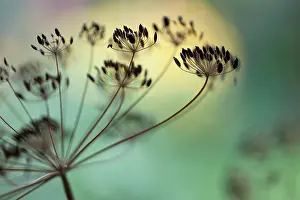 Graveolens: Dill