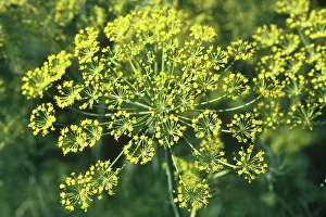 Graveolens: Dill