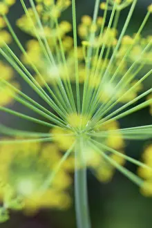 Graveolens: Dill
