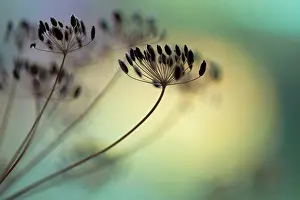 Graveolens: Dill