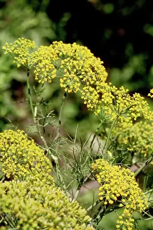 Flavoring: Dill in Flower