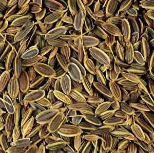 Rearing: Dill seeds